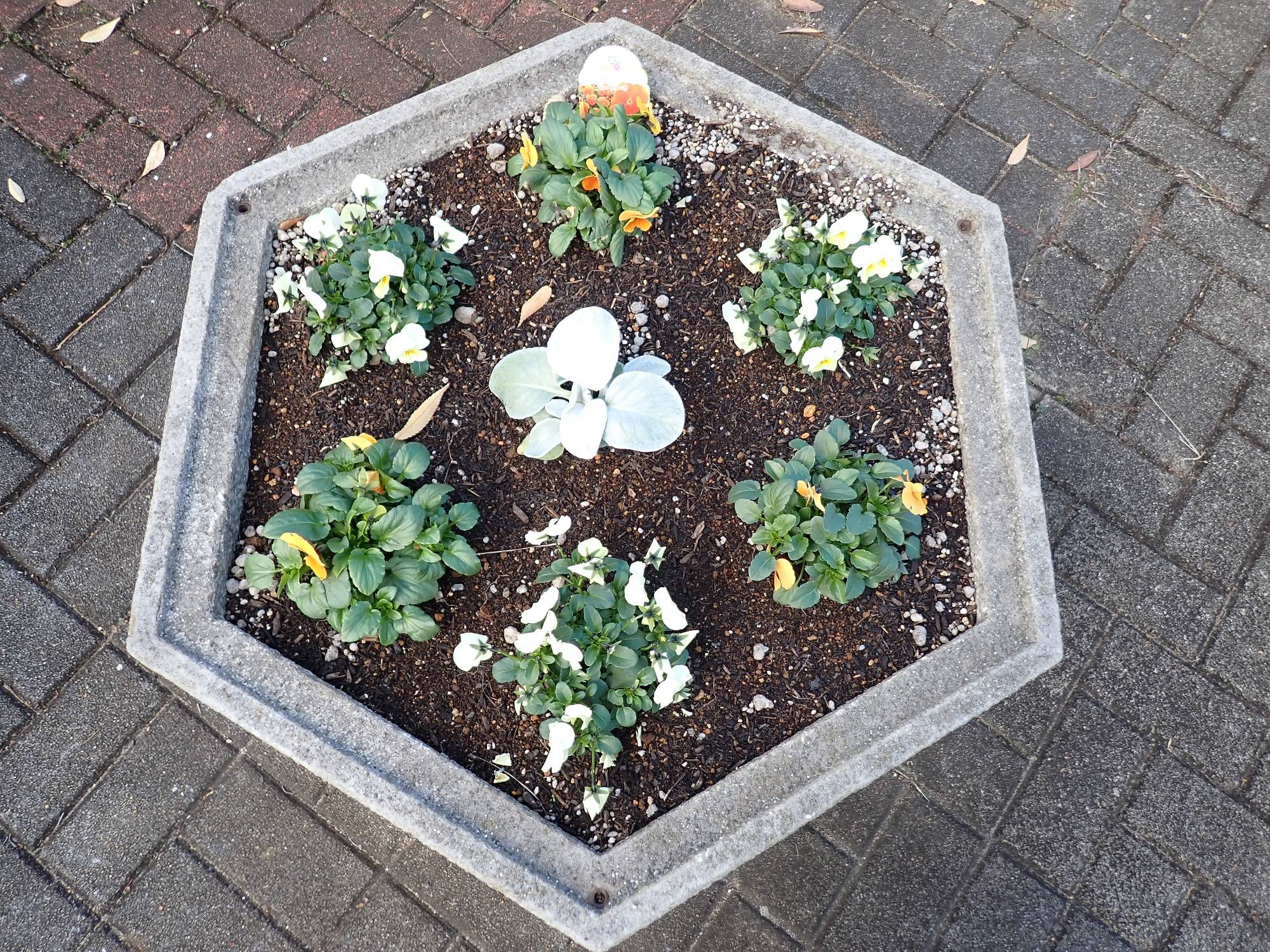 六角花壇.jpg