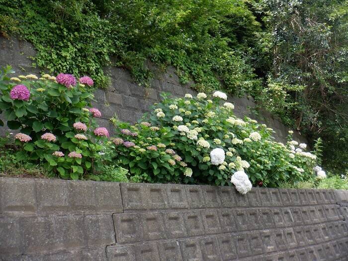 DSCF2556.jpg