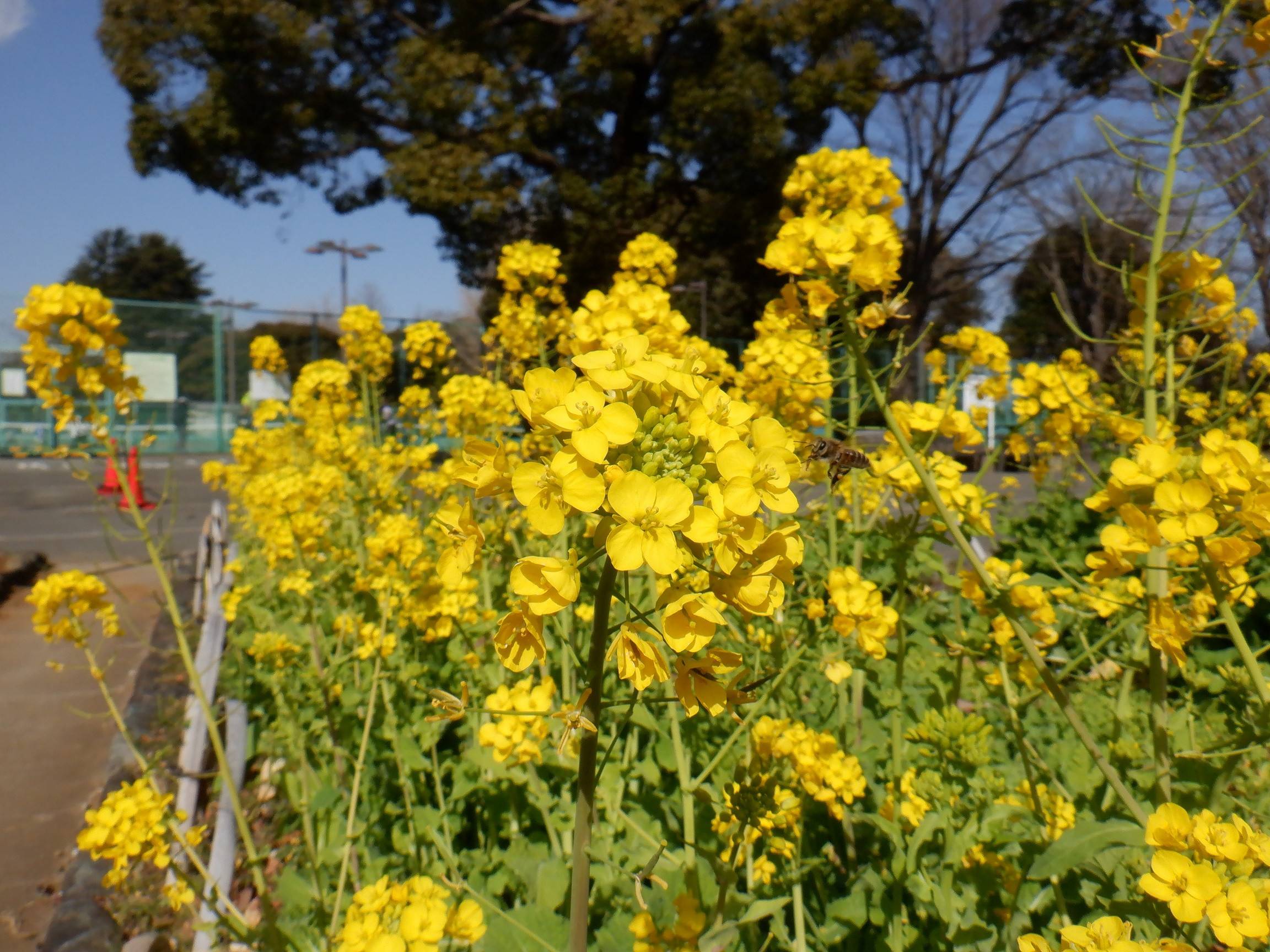 菜の花が満開です ブログ 三ツ沢公園公式サイト 公益財団法人 横浜市緑の協会 菜の花が満開です ブログ 三ツ沢公園公式サイト 公益財団法人 横浜市緑の協会