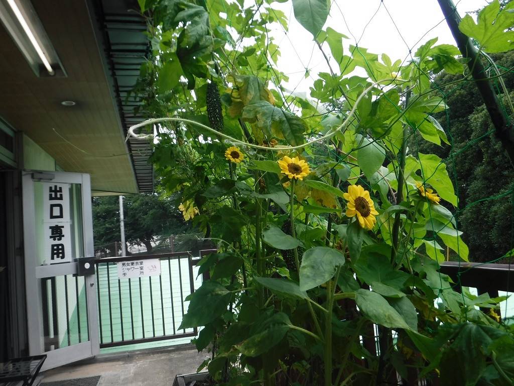 ヒマワリ第21.jpg