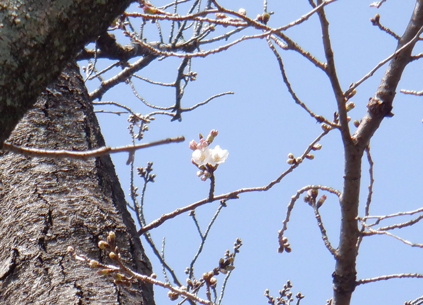 桜開花アップ.jpg