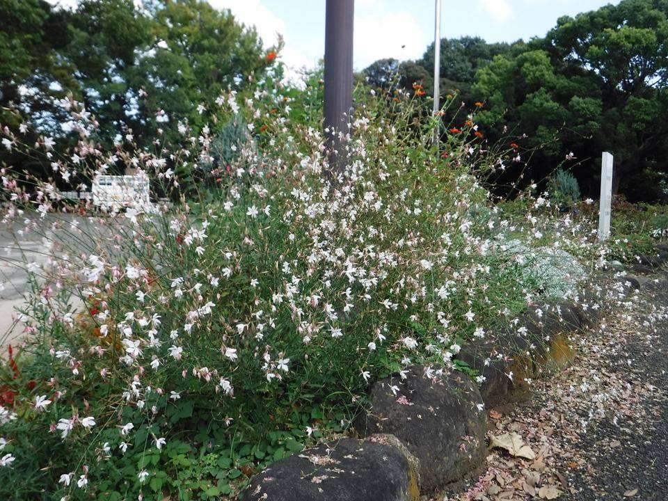 蝶のようなお花 ガウラ ブログ 三ツ沢公園公式サイト 公益財団法人 横浜市緑の協会