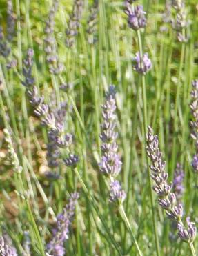 ラベンダー.jpg