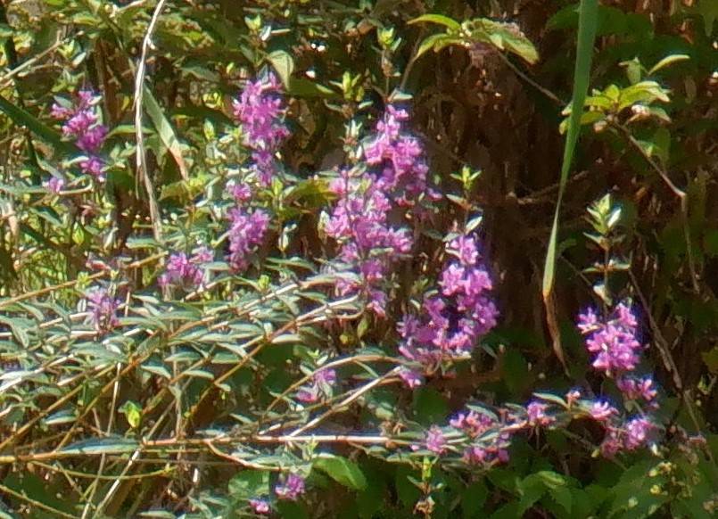 池周りの晩夏の花 ブログ 三ツ沢公園公式サイト 公益財団法人 横浜市緑の協会