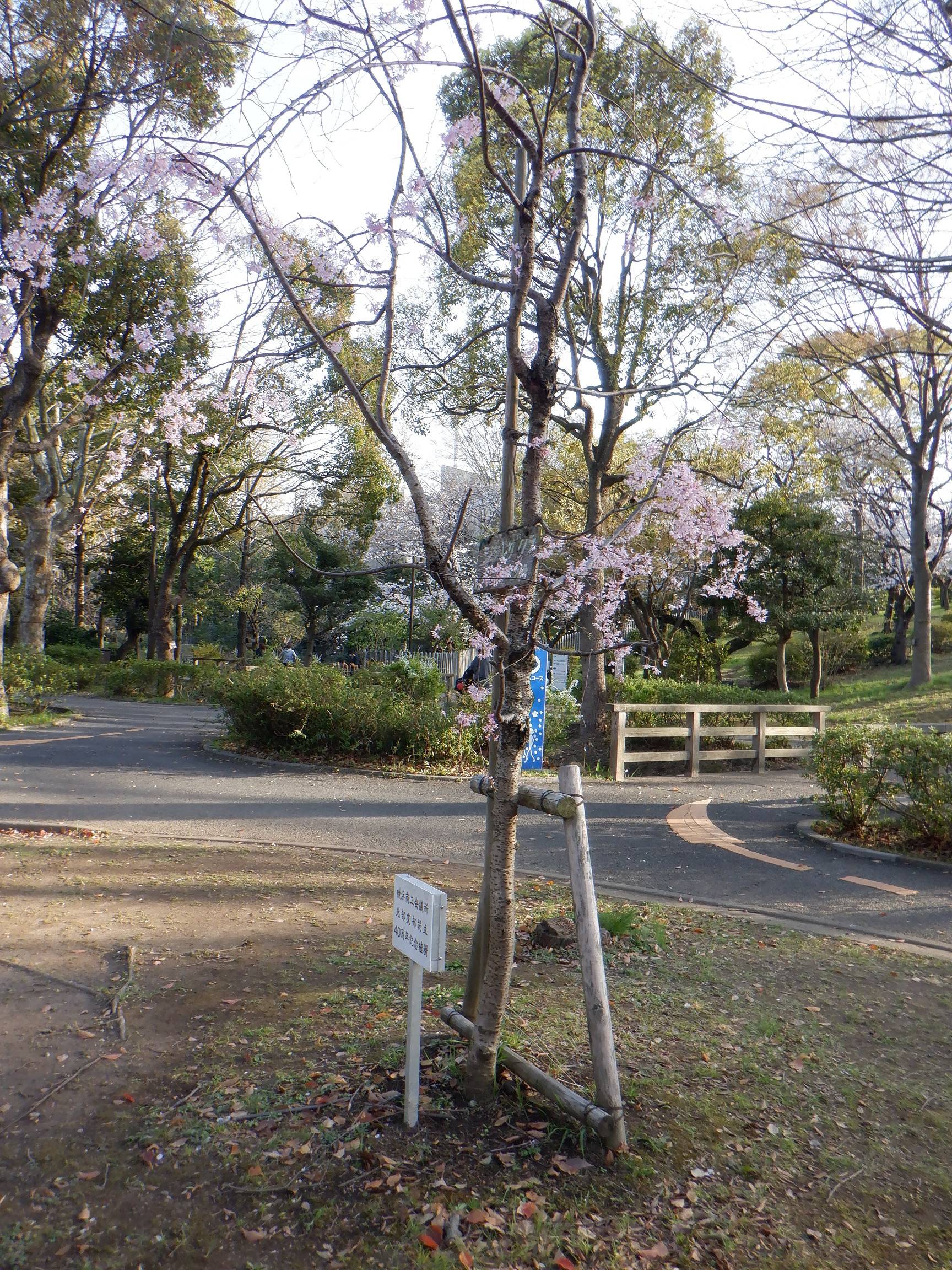 紅サクラ夕方.jpg