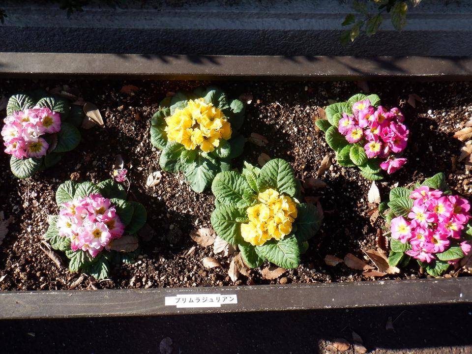 プリムラジュリアン.jpg
