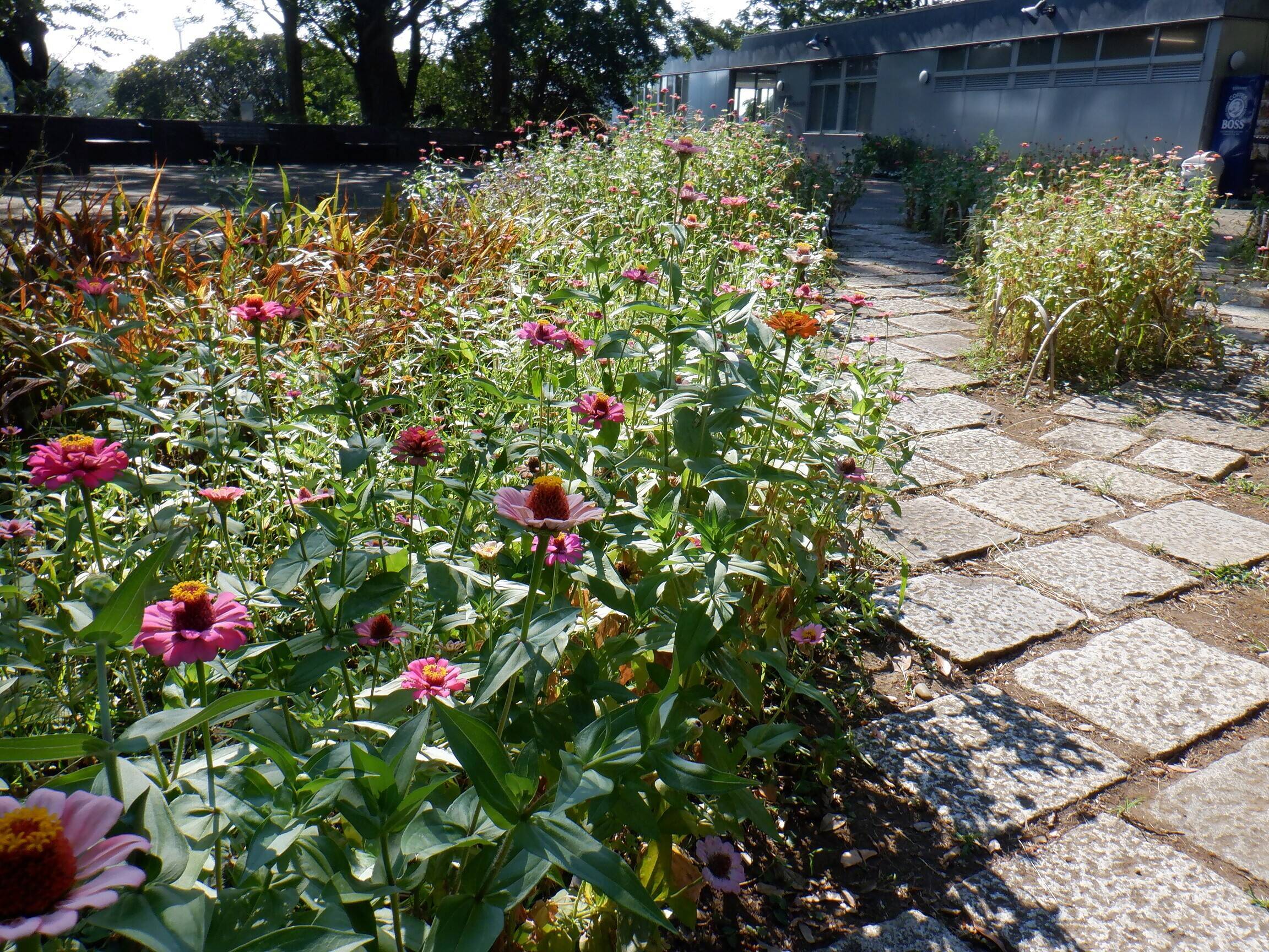 開花期間が長い ジニア ブログ 三ツ沢公園公式サイト 公益財団法人 横浜市緑の協会