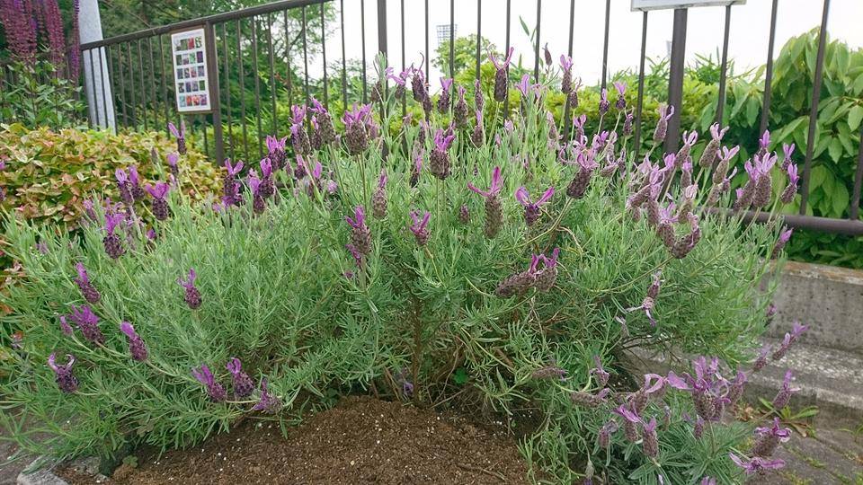歩道橋下六角花檀フレンチラベンダー.jpg