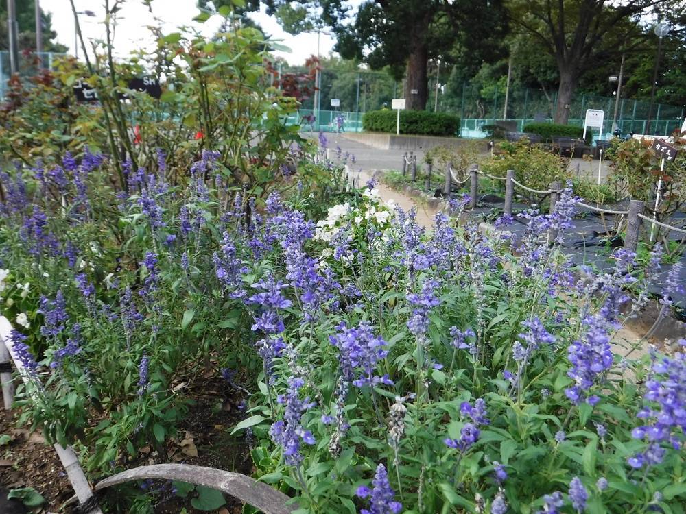 ラベンダーに似た ブルーサルビア ブログ 三ツ沢公園公式サイト 公益財団法人 横浜市緑の協会