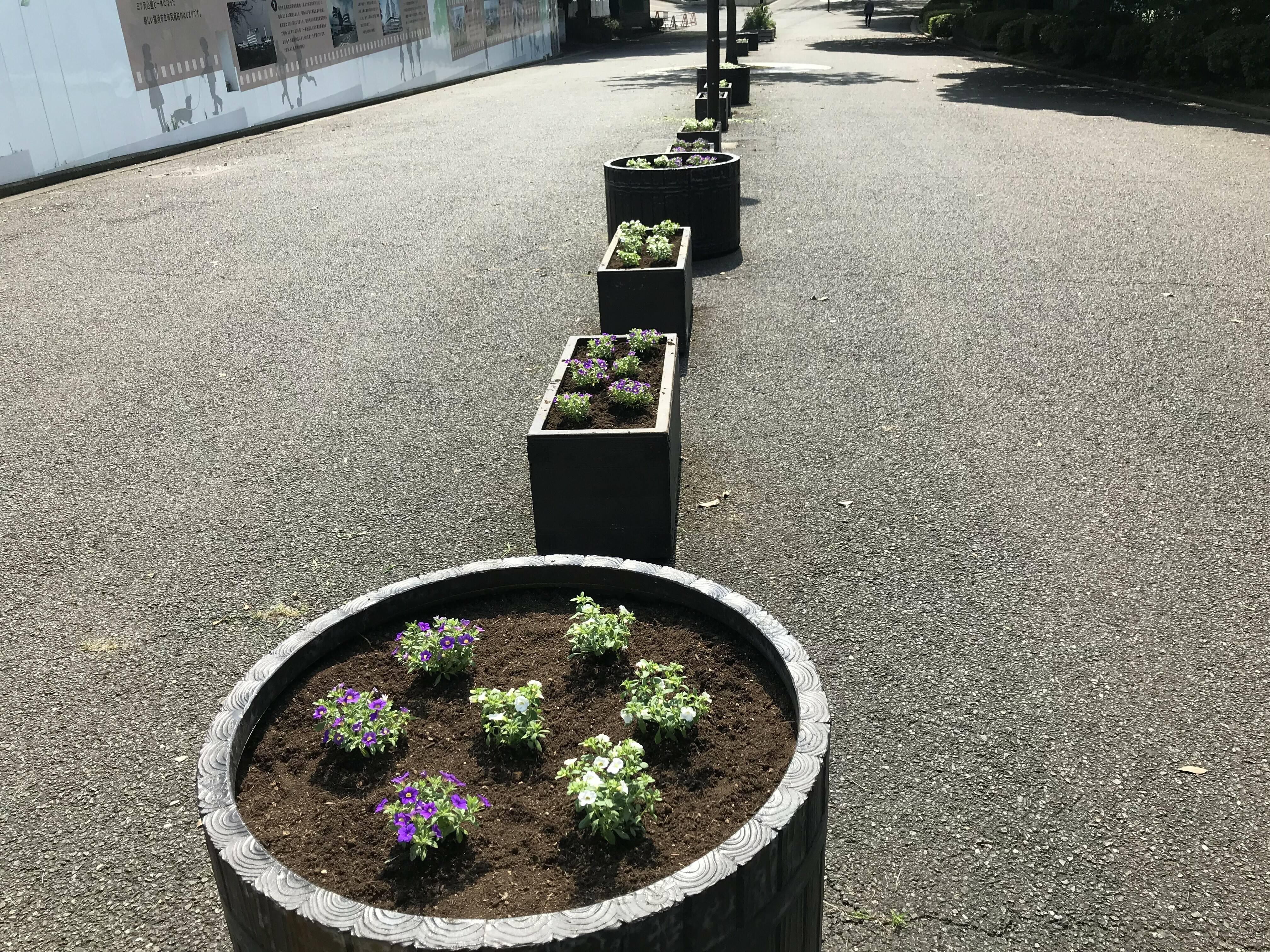 主園路入口側プランターに横浜fcチームカラーの花苗を植えました ブログ 三ツ沢公園公式サイト 公益財団法人 横浜市緑の協会 主園路入口側プランターに横浜fcチームカラーの花苗を植えました ブログ 三ツ沢公園公式サイト 公益財団法人 横浜市緑の協会