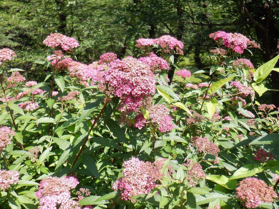 シモツケソウ (2).jpg