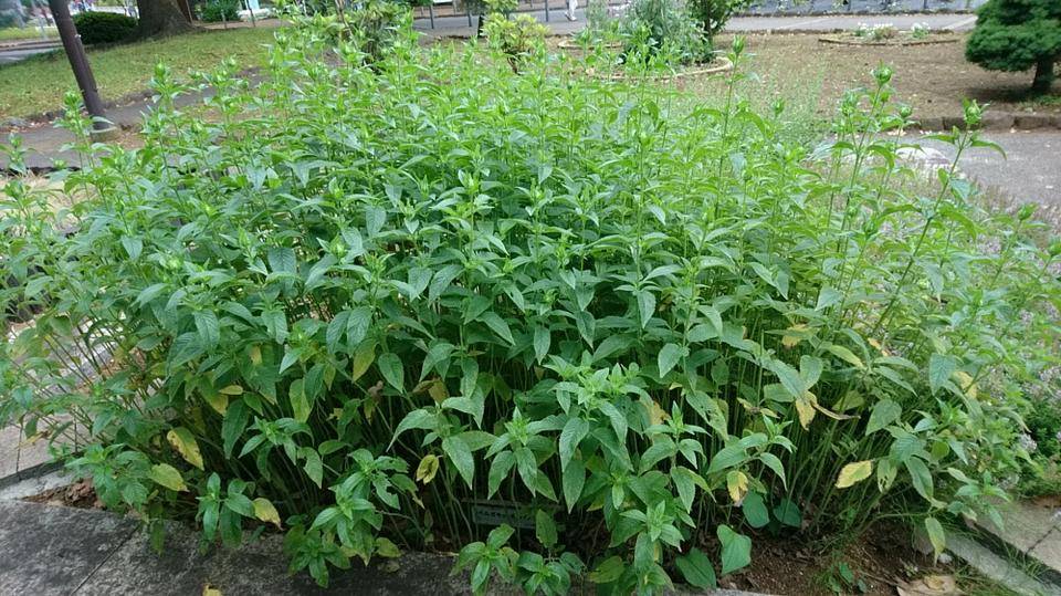 モナルダ ハーブ花壇(白)未開花.jpg