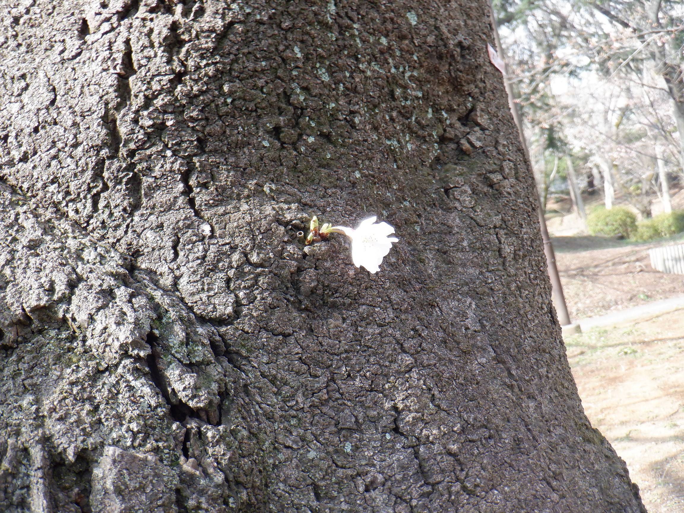 幹花横.jpg