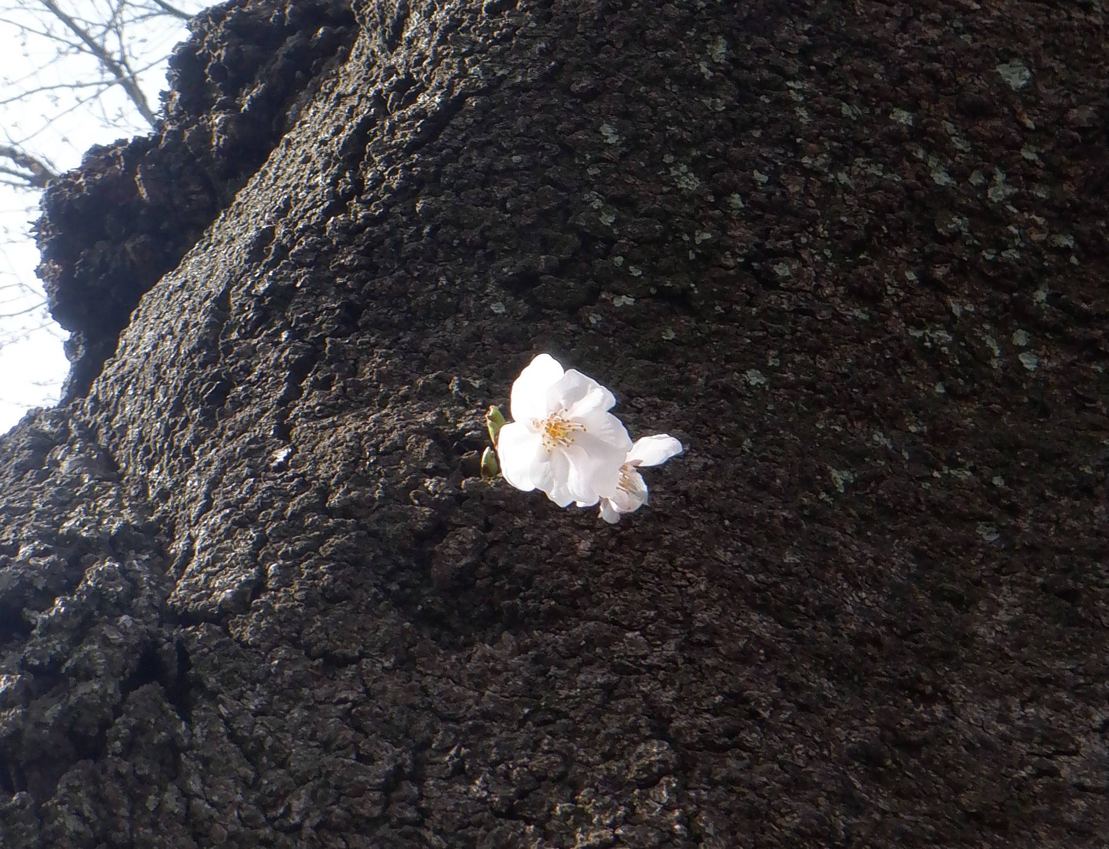 幹開花.jpg