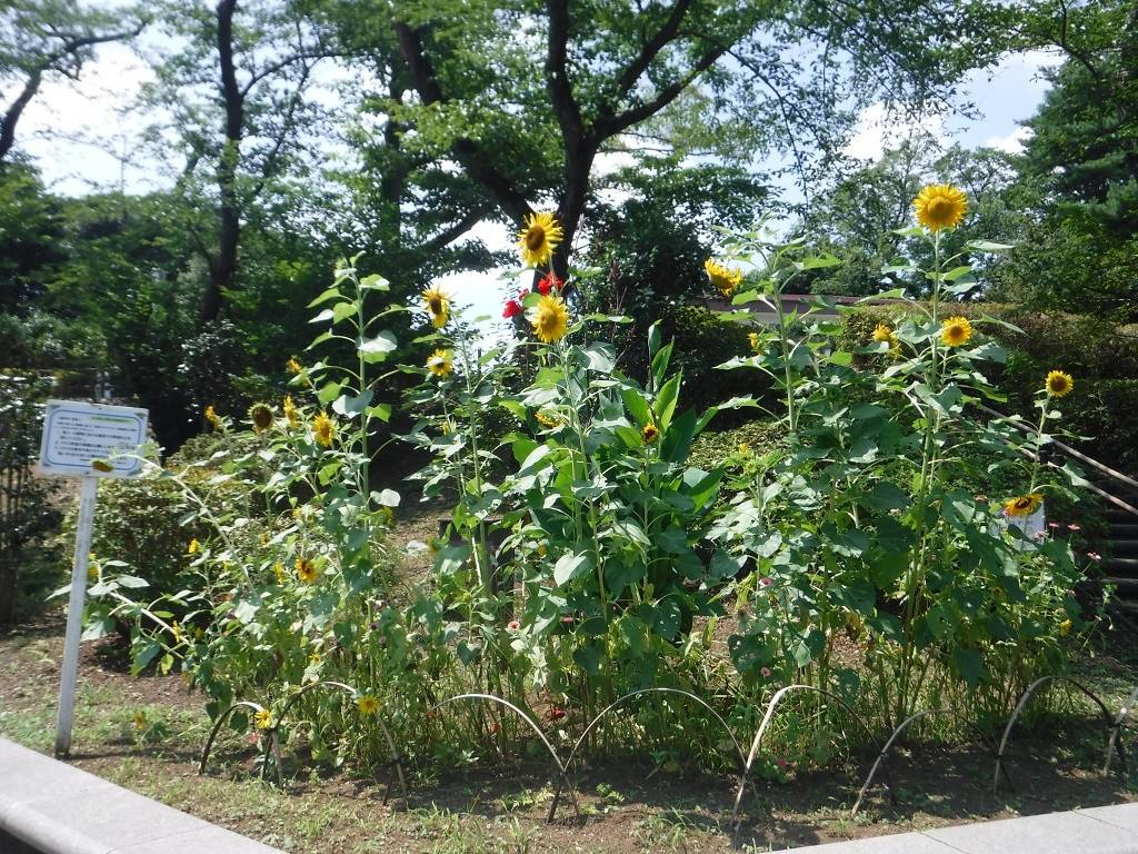 ヒマワリ ブログ 三ツ沢公園公式サイト 公益財団法人 横浜市緑の協会