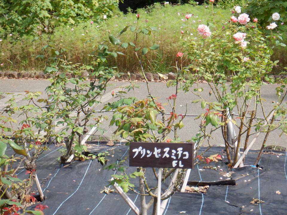 バラ 花壇広場 ブログ 三ツ沢公園公式サイト 公益財団法人 横浜市緑の協会