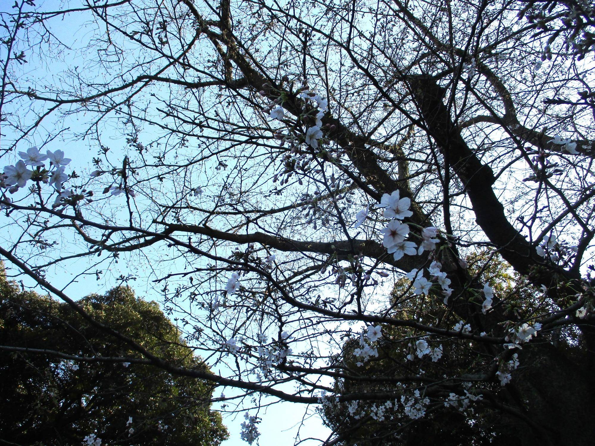 3月31日元町公園桜②.jpg
