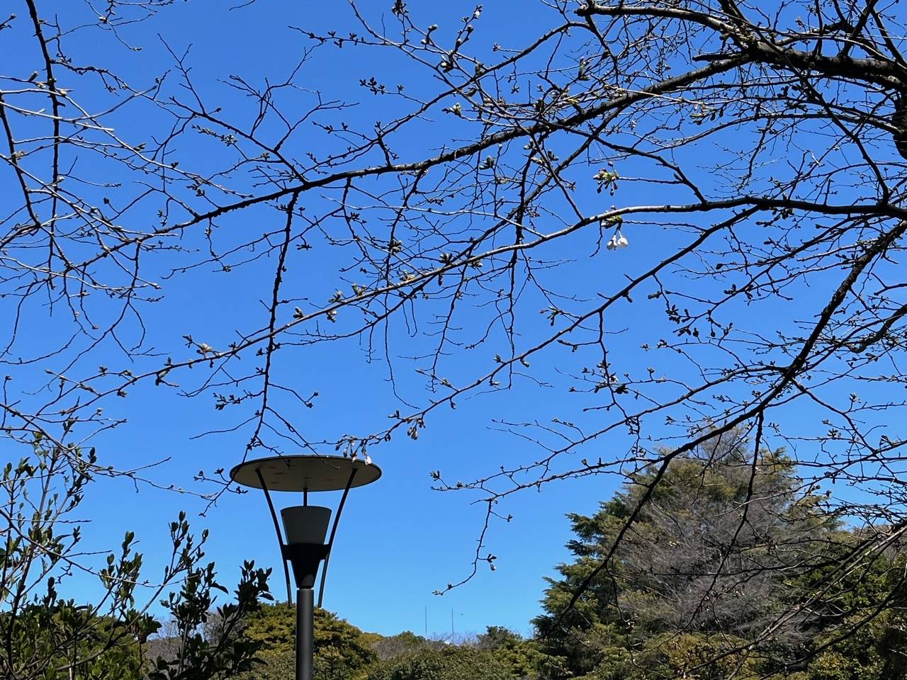 3月27日 元町公園プール前桜 ①.jpeg