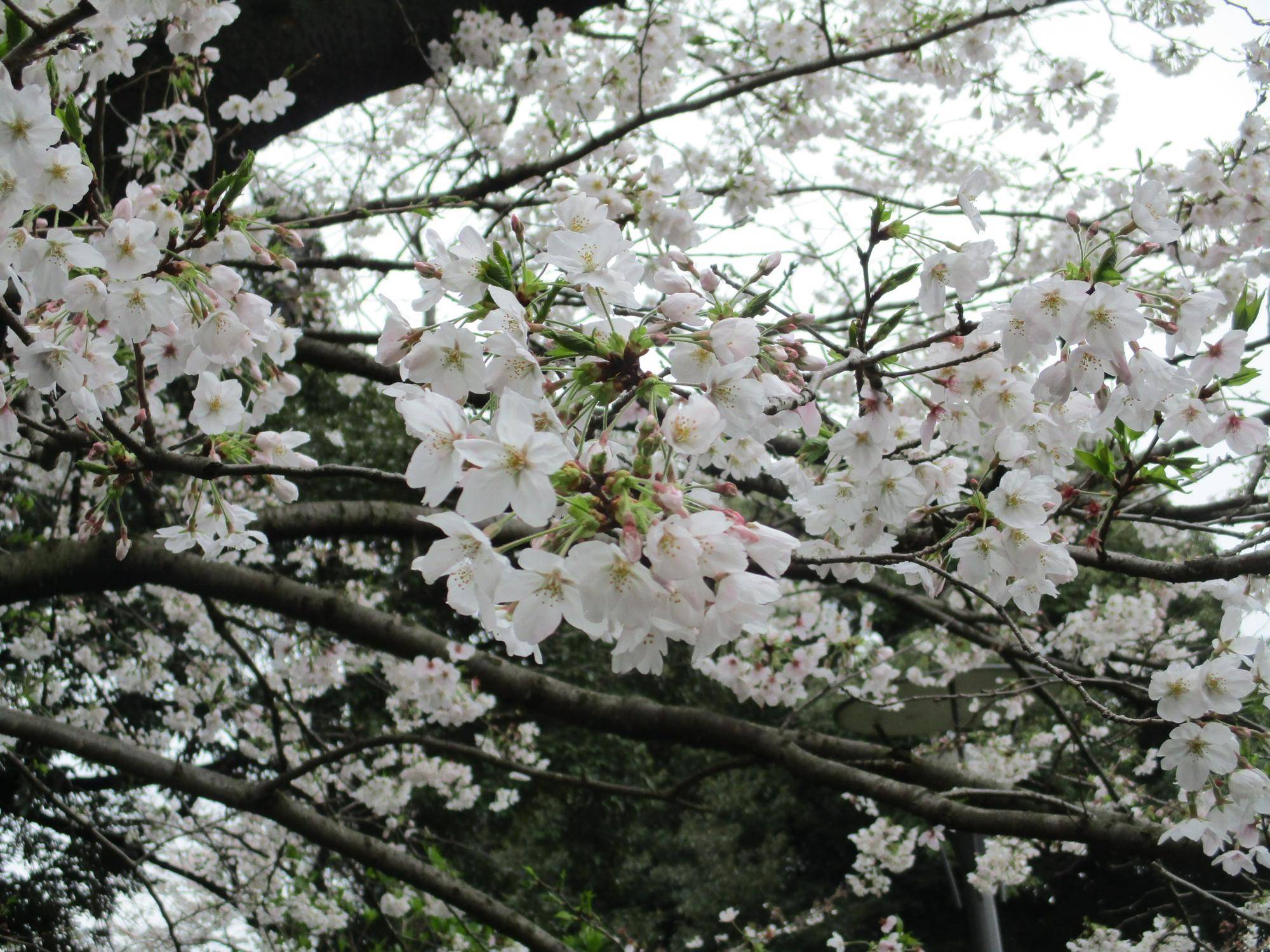 4月4日元町公園桜②.jpg