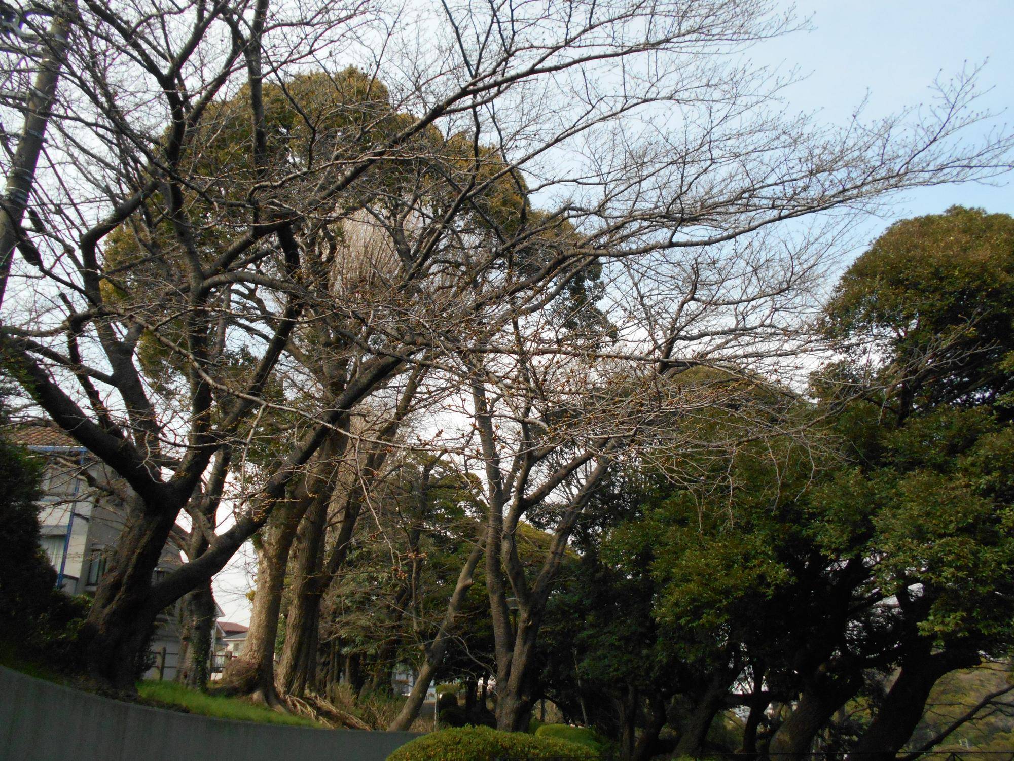 0324元町公園桜.jpg