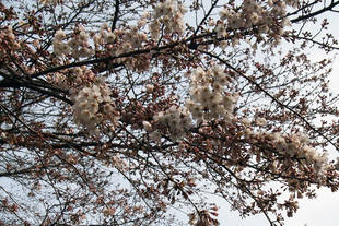 元町公園開花情報【3月29日号】