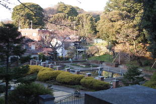 元町公園開花情報【3月28日号】