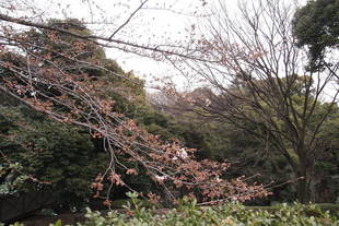 元町公園開花情報【3月23日号】