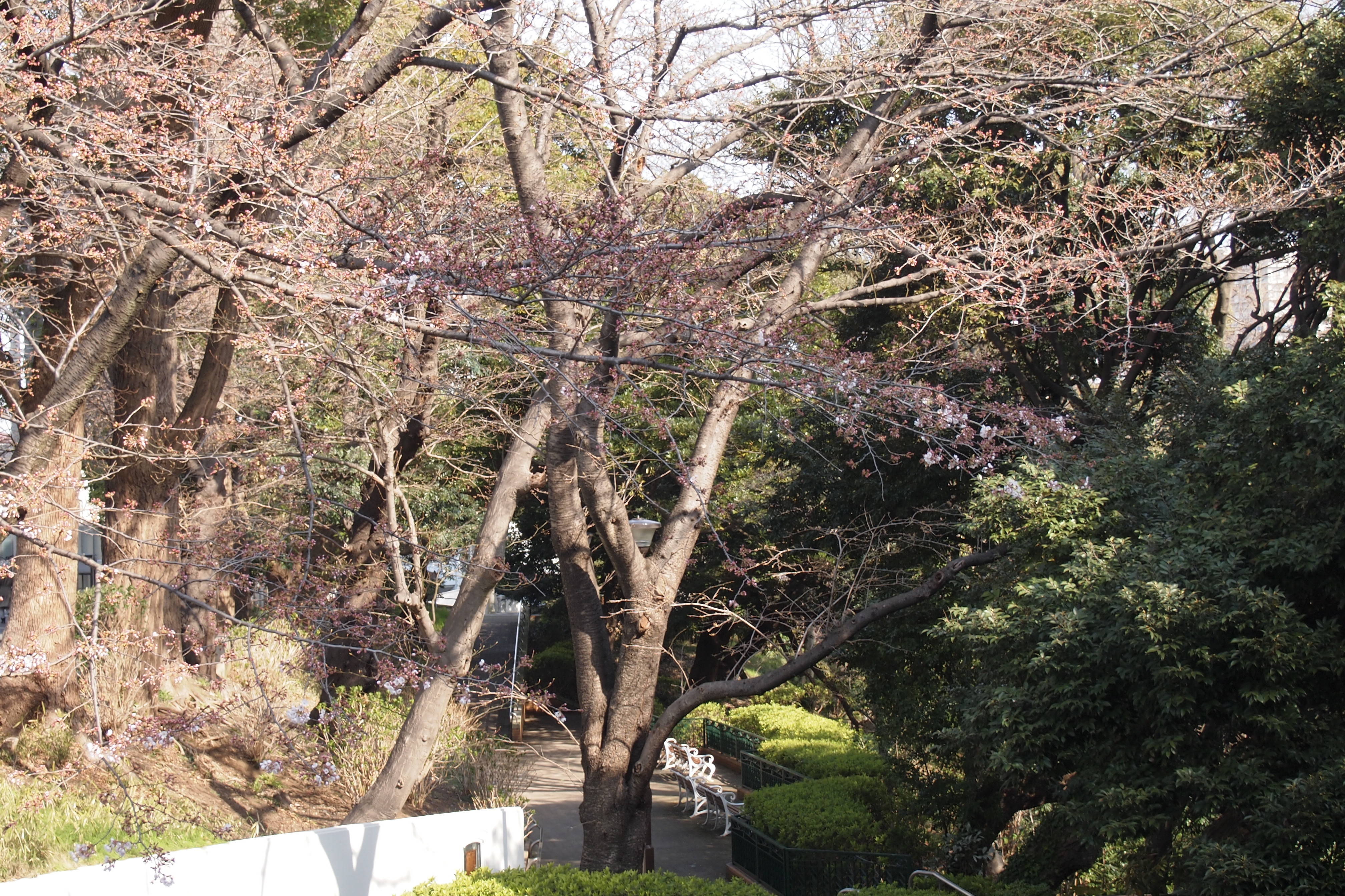 元町公園開花情報【3月25日号】の写真