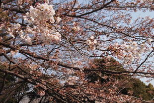 元町公園開花情報【3月31日号】