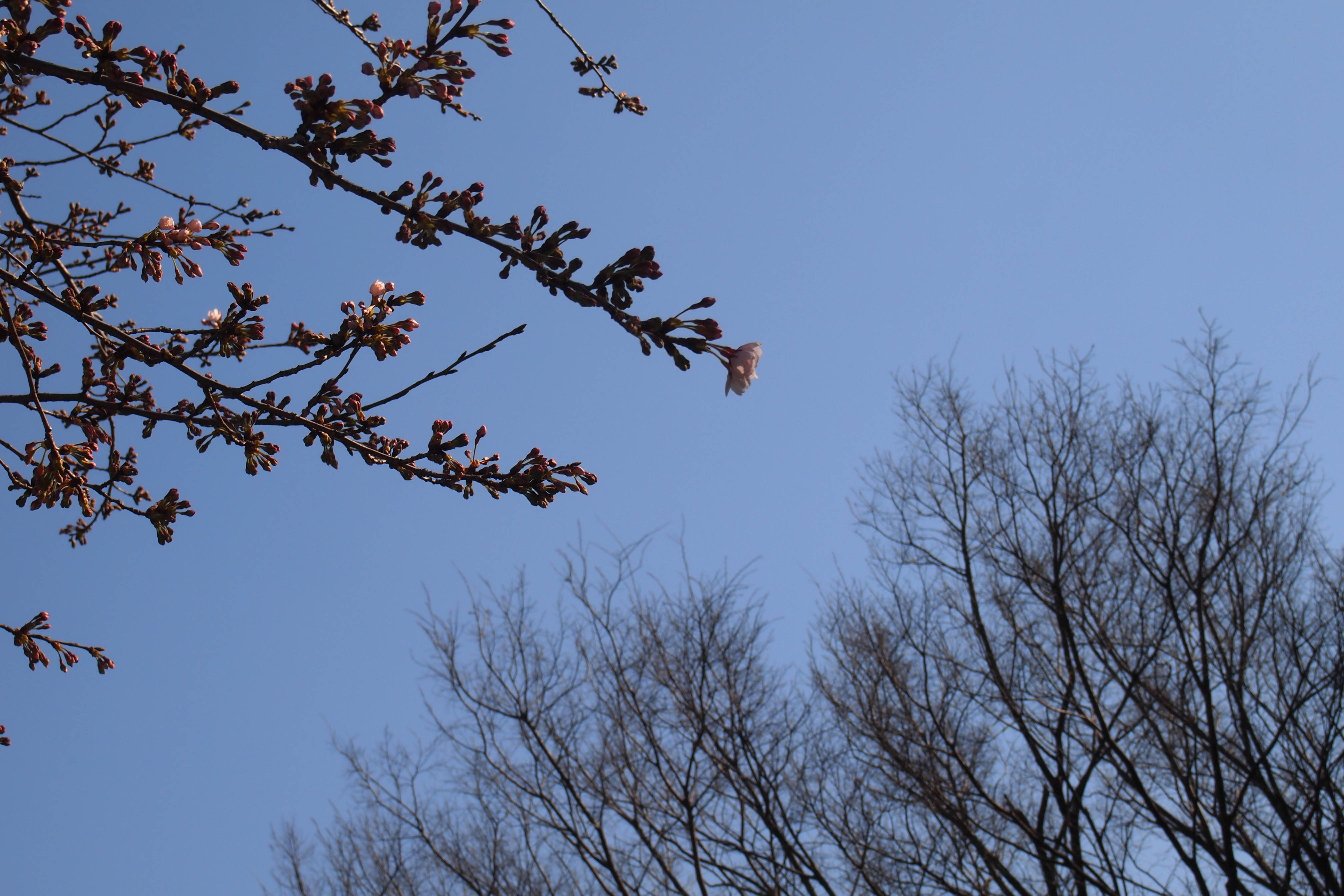 元町公園開花情報【3月22日号】の写真