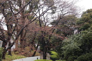 元町公園の桜情報