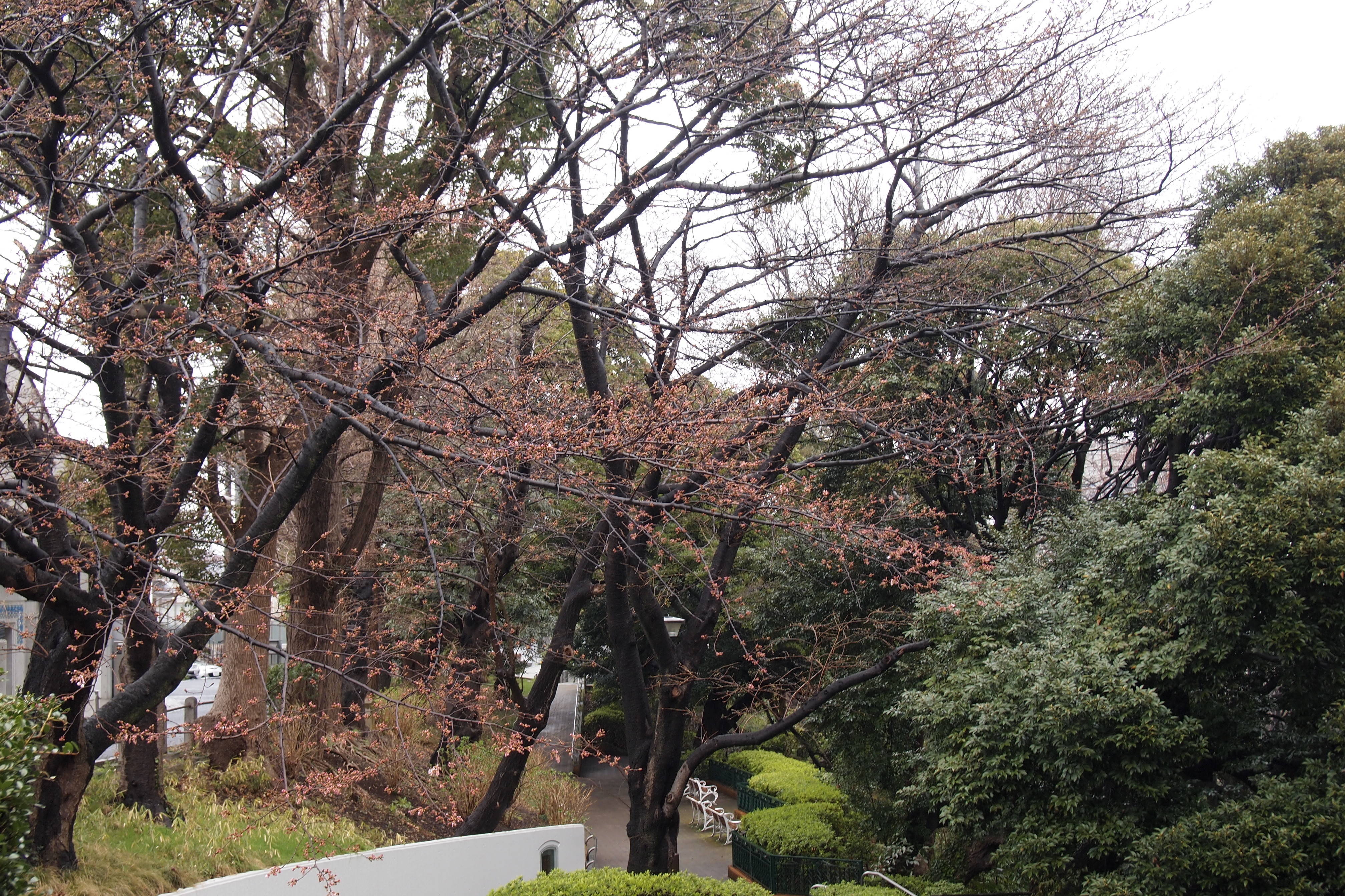 元町公園の桜情報の写真