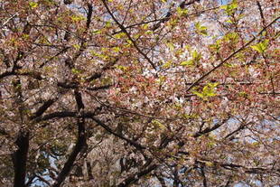  元町公園開花情報【4月13日号】