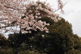  元町公園開花情報【4月2日号】