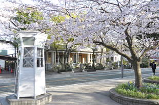 元町公園のカワズザクラ