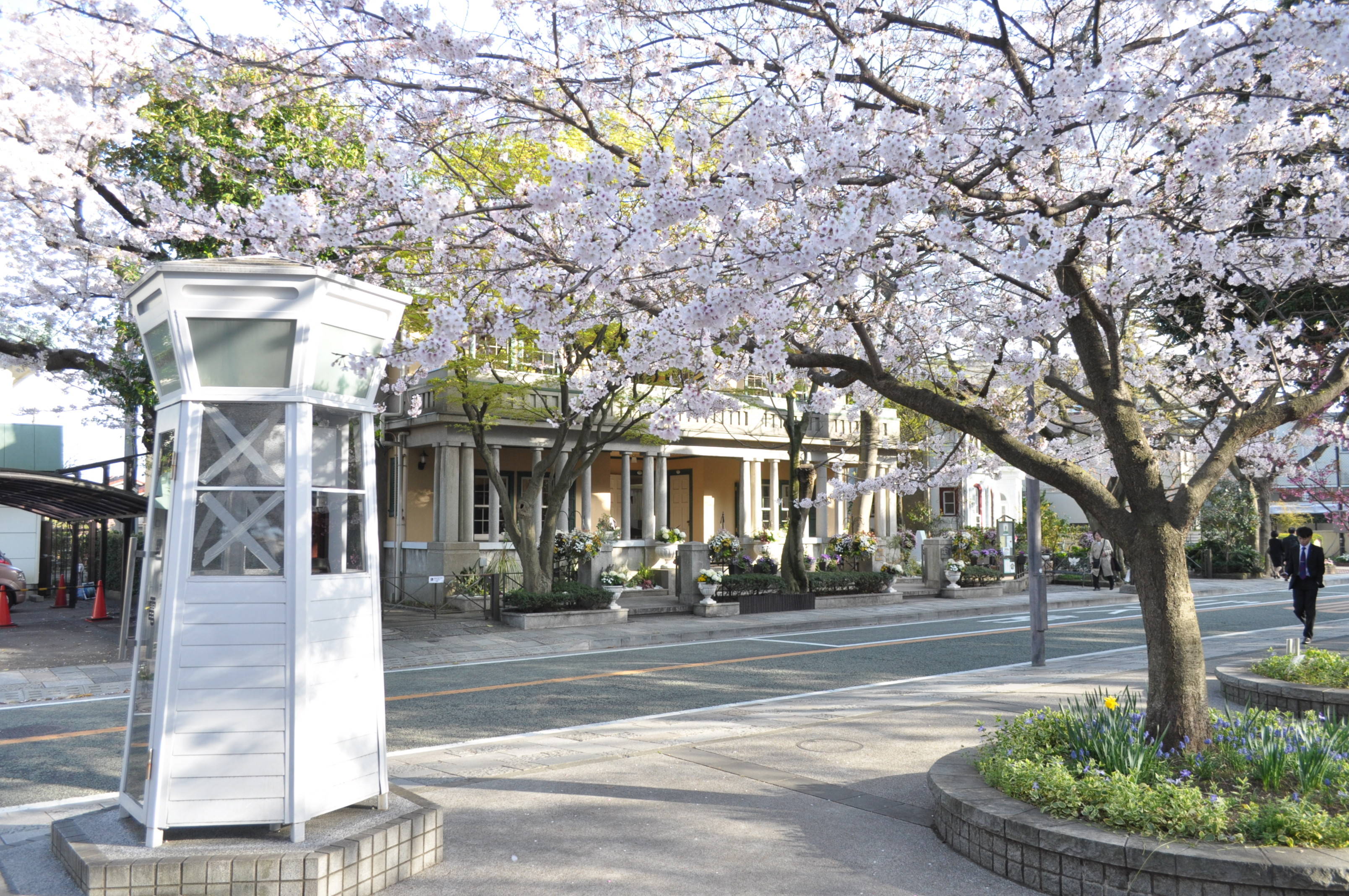 元町公園のソメイヨシノの写真