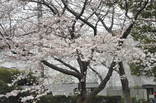 元町公園　桜開花情報【3月23日】