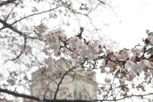 元町公園　桜開花情報【3月21日】