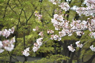 元町公園　桜開花情報【3月30日】