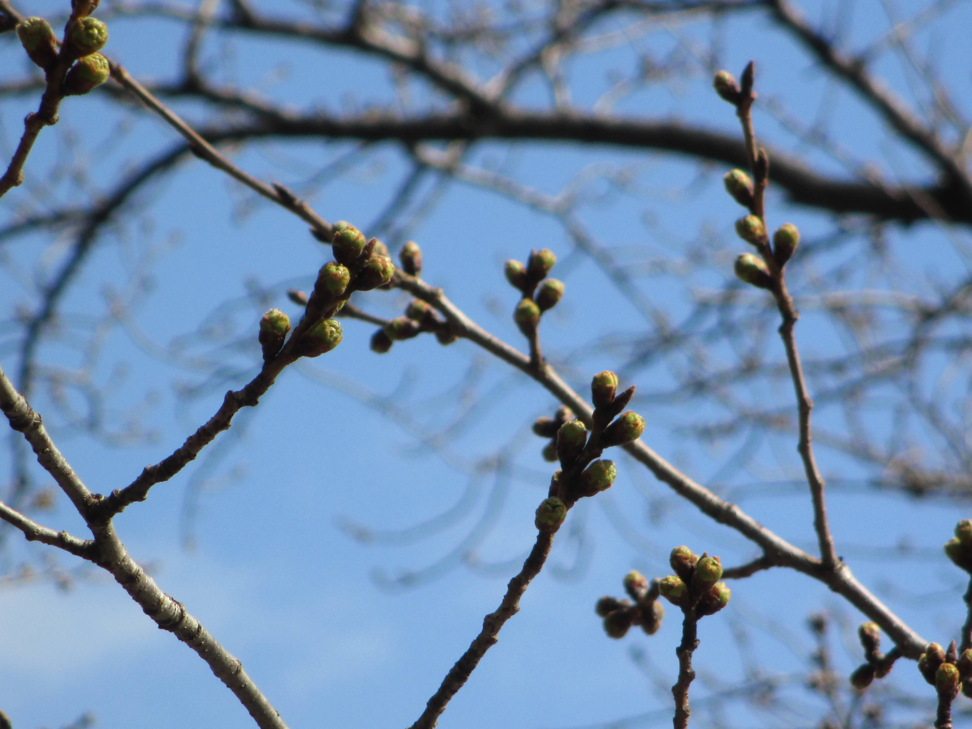 元町公園　桜開花情報【3月11日】の写真