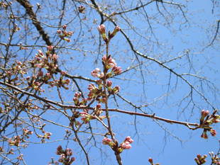 元町公園　桜開花情報【3月17日】