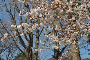 元町公園　桜開花情報【3月25日】