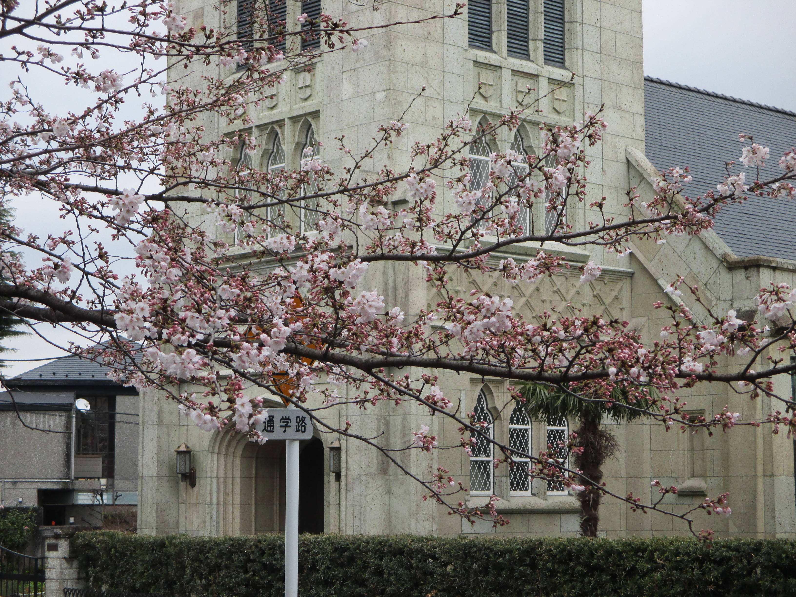 元町公園 桜開花情報【3月20日】の写真