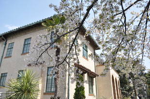 元町公園　桜開花情報【4月1日】