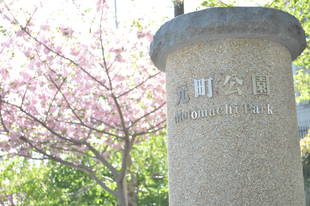  元町公園　桜開花情報【4月8日】