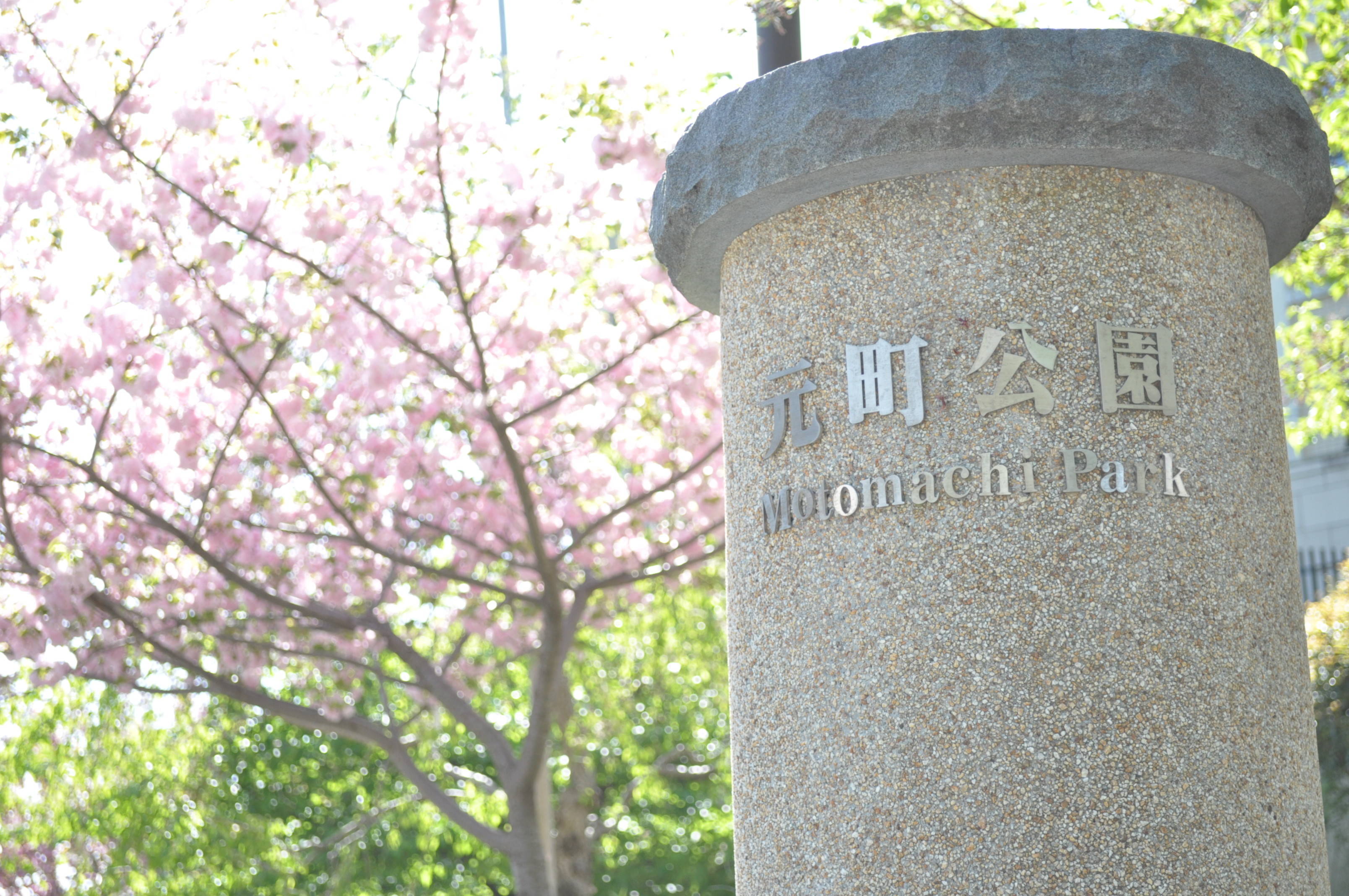 元町公園 桜開花情報【4月8日】の写真