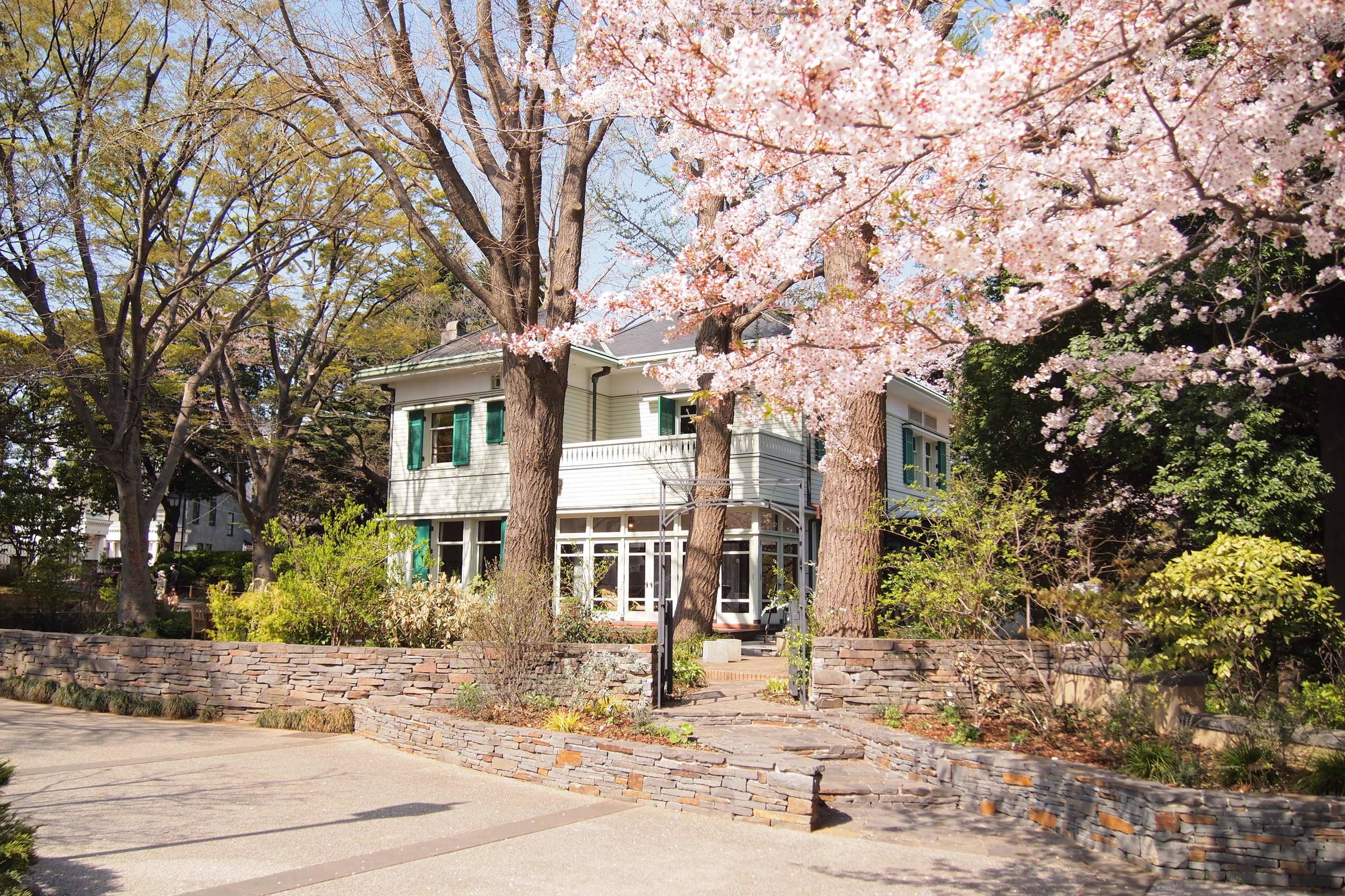 元町公園　桜開花情報【告知】の写真