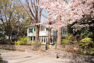 元町公園　桜開花情報【告知】