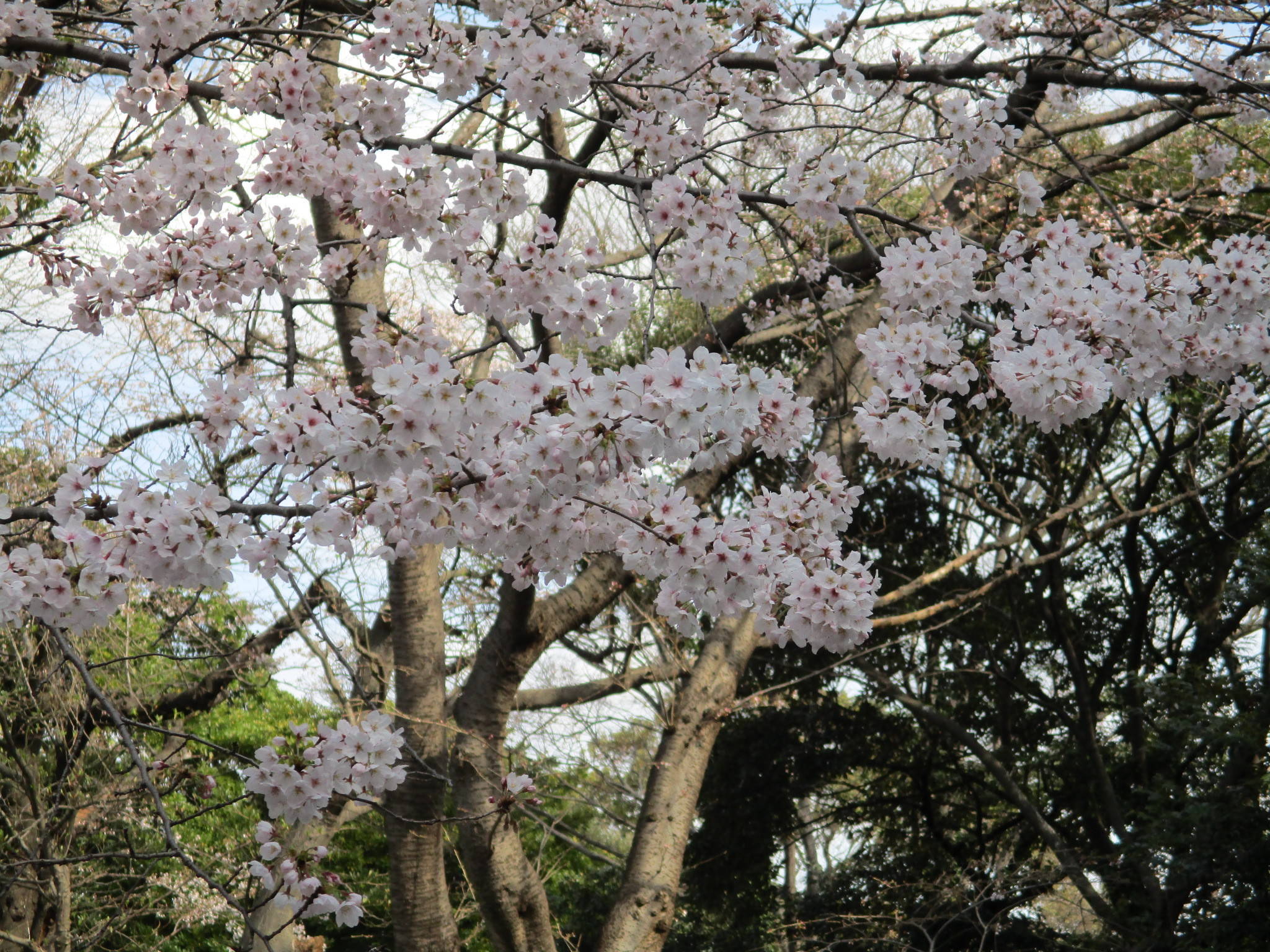  元町公園　桜開花情報【3/25】の写真