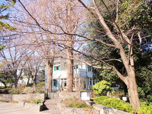 元町公園 桜開花情報【3/14】